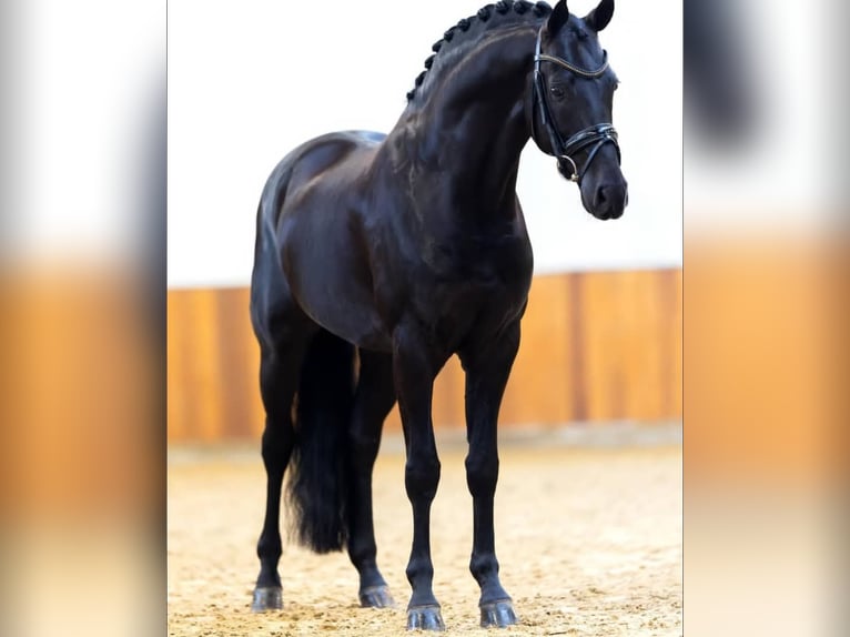 Hanovrien Hongre 10 Ans 171 cm Noir in D&#xFC;sseldorf