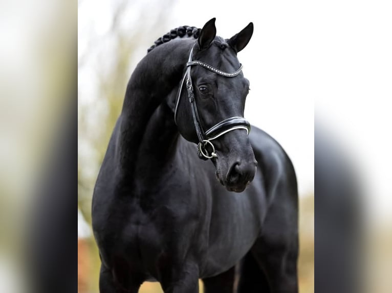 Hanovrien Hongre 10 Ans 171 cm Noir in Hamburg Eilbek