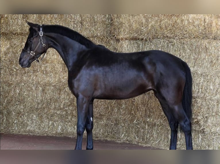 Hanovrien Hongre 10 Ans 171 cm Noir in Luzern