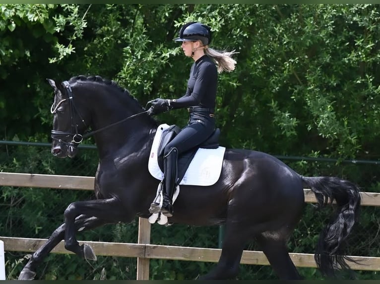Hanovrien Hongre 10 Ans 171 cm Noir in Hamburg Sankt Georg