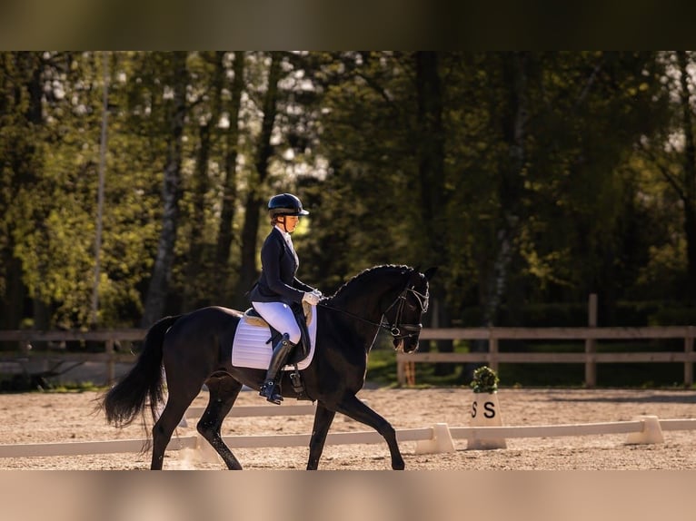 Hanovrien Hongre 10 Ans 171 cm Noir in Hamburg Sankt Georg