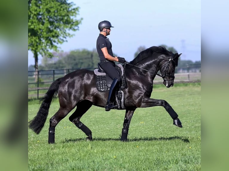 Hanovrien Hongre 10 Ans 171 cm Noir in Leipzig