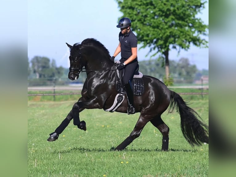 Hanovrien Hongre 10 Ans 171 cm Noir in Leipzig