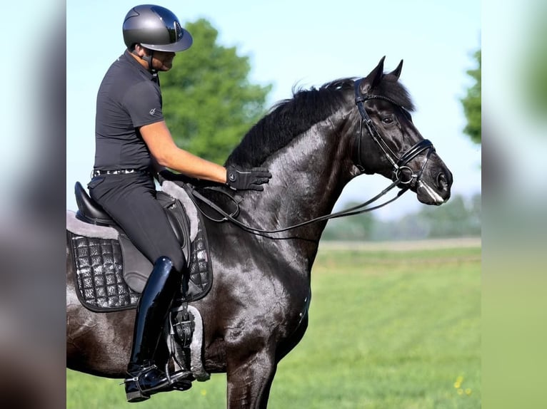 Hanovrien Hongre 10 Ans 171 cm Noir in Leipzig