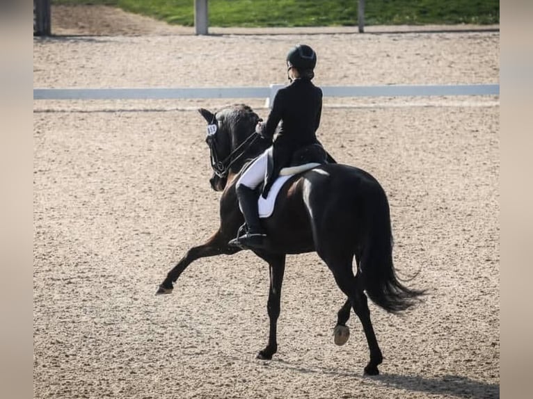 Hanovrien Hongre 10 Ans 171 cm Noir in Pully