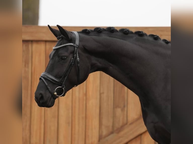 Hanovrien Hongre 10 Ans 171 cm Noir in St. Gallen