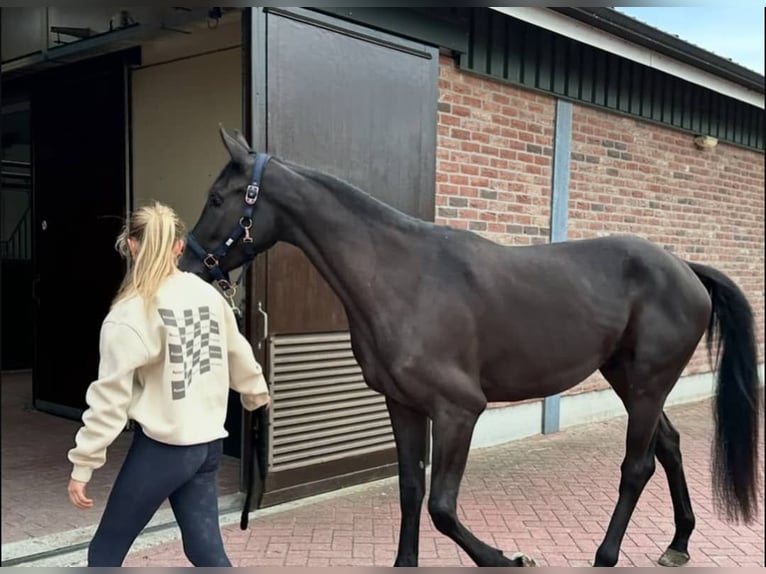 Hanovrien Hongre 10 Ans 171 cm Noir in Augsburg