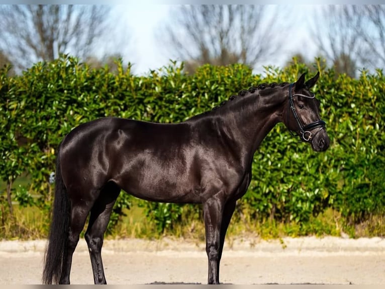 Hanovrien Hongre 10 Ans 171 cm Noir in Augsburg