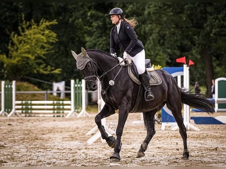 Hanovrien Hongre 10 Ans 171 cm Noir in Bochum
