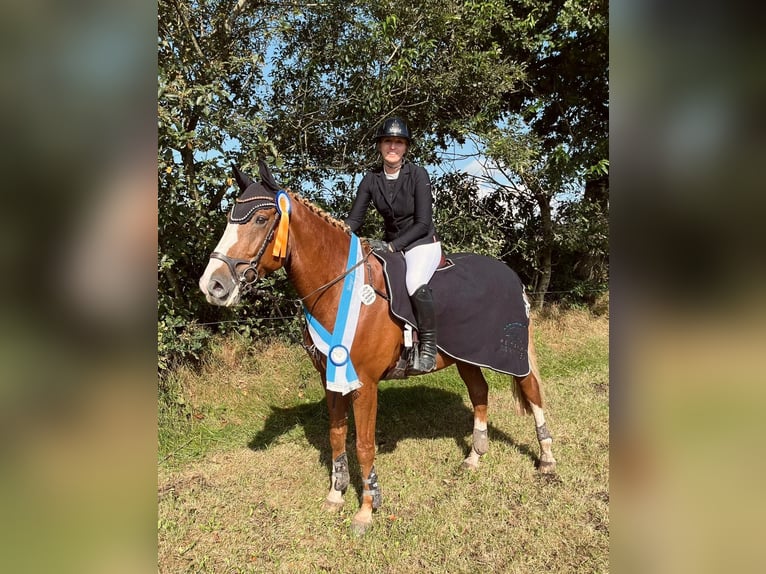 Hanovrien Hongre 10 Ans 172 cm Alezan in Marne