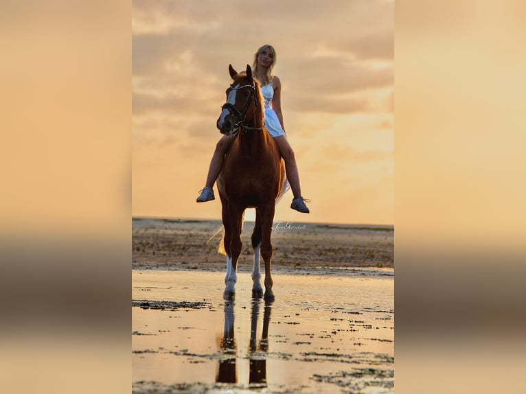 Hanovrien Hongre 10 Ans 172 cm Alezan in Marne