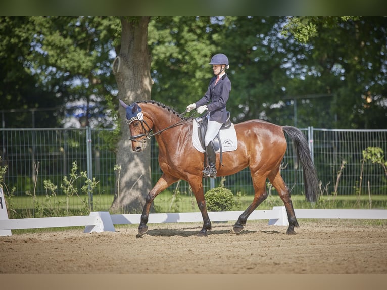 Hanovrien Hongre 10 Ans 172 cm Bai brun in Dörverden