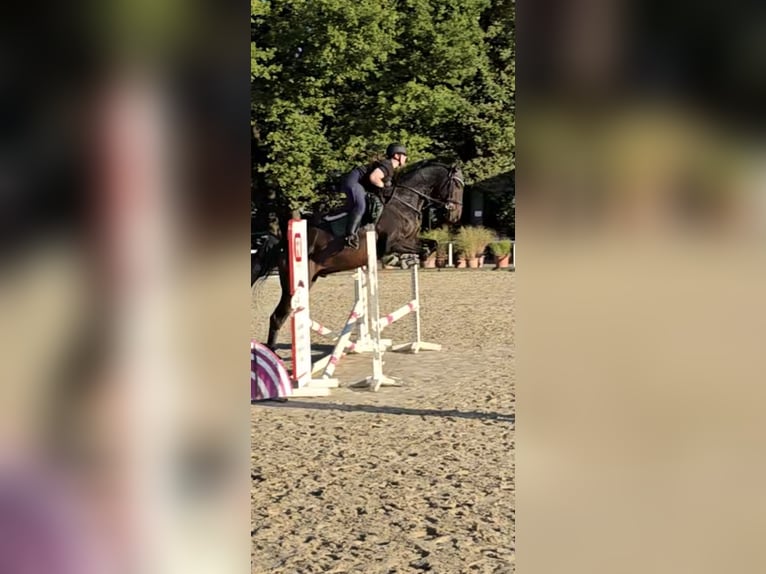 Hanovrien Hongre 10 Ans 172 cm Bai in Bergkamen