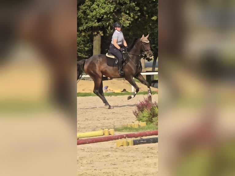 Hanovrien Hongre 10 Ans 172 cm Bai in Bergkamen