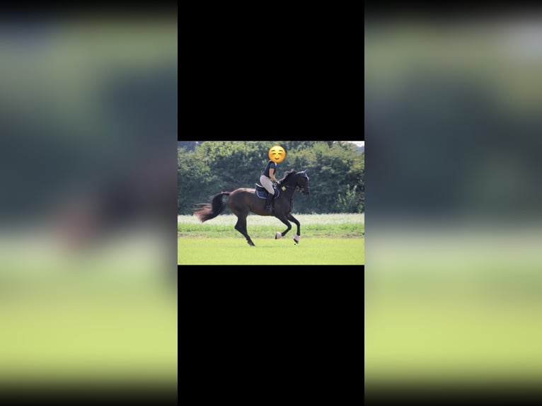 Hanovrien Hongre 10 Ans 172 cm Bai in Bergkamen