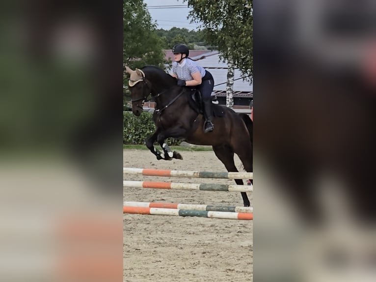 Hanovrien Hongre 10 Ans 172 cm Bai in Bergkamen