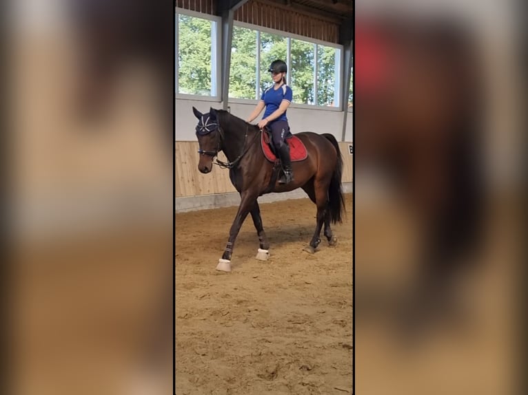 Hanovrien Hongre 10 Ans 172 cm Bai in Bergkamen