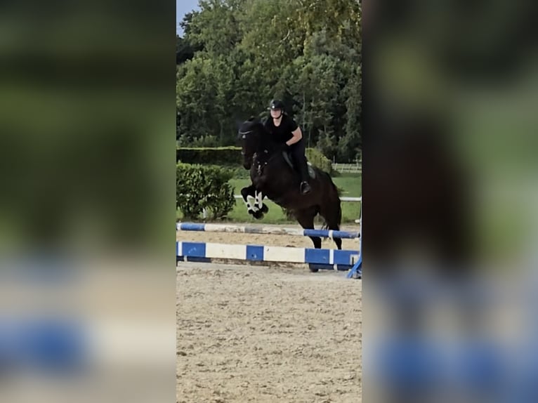 Hanovrien Hongre 10 Ans 172 cm Bai in Bergkamen