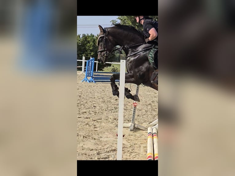 Hanovrien Hongre 10 Ans 172 cm Bai in Bergkamen