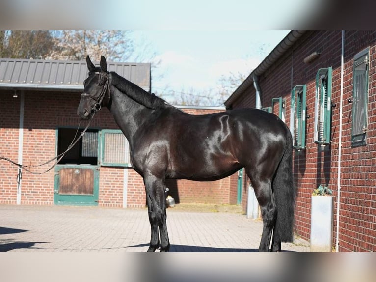 Hanovrien Hongre 10 Ans 172 cm in St. Gallen