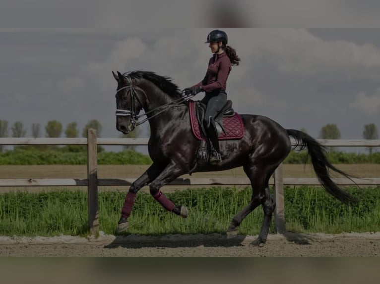 Hanovrien Hongre 10 Ans 172 cm in Cantu&#39; Asnago
