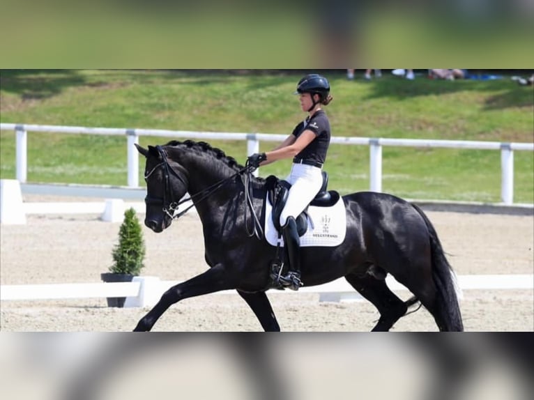 Hanovrien Hongre 10 Ans 172 cm in Cantu&#39; Asnago