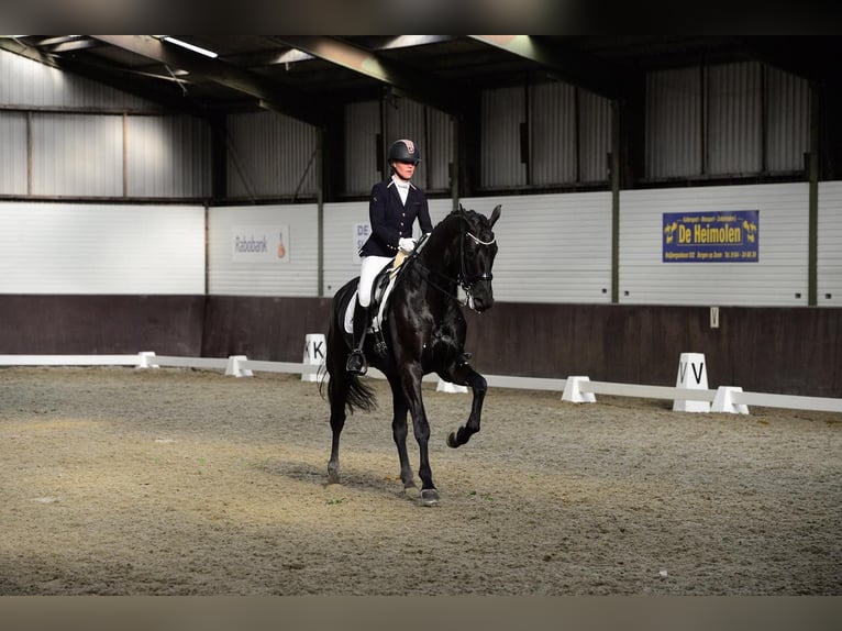 Hanovrien Hongre 10 Ans 172 cm in Cantu&#39; Asnago