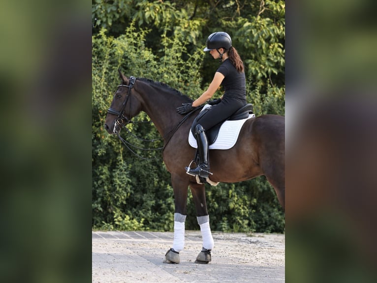 Hanovrien Hongre 10 Ans 172 cm  in Wiesbaden