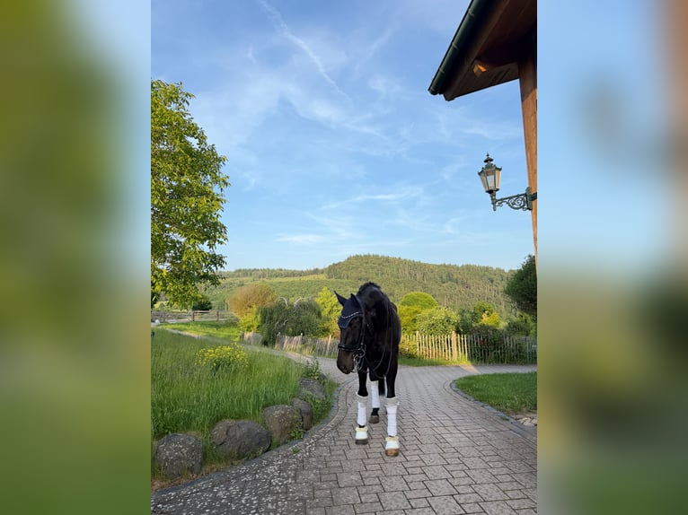 Hanovrien Hongre 10 Ans 172 cm Noir in Haiger