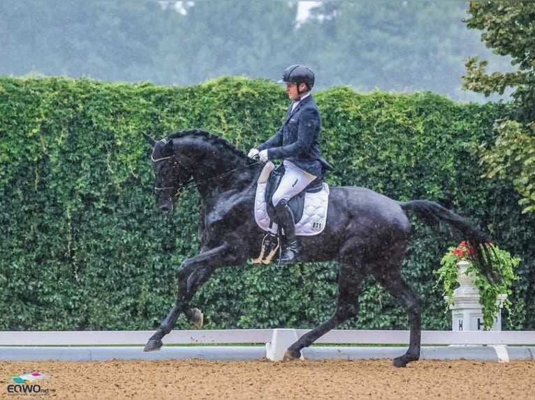 Hanovrien Hongre 10 Ans 172 cm Noir in Rochefort