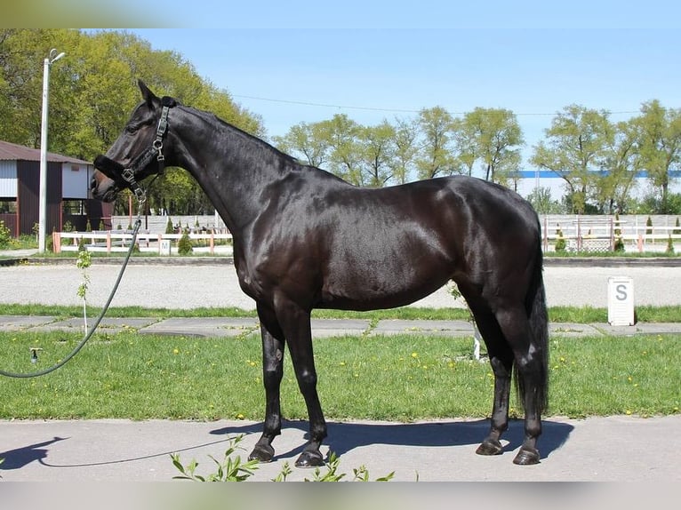 Hanovrien Hongre 10 Ans 172 cm Noir in Almere