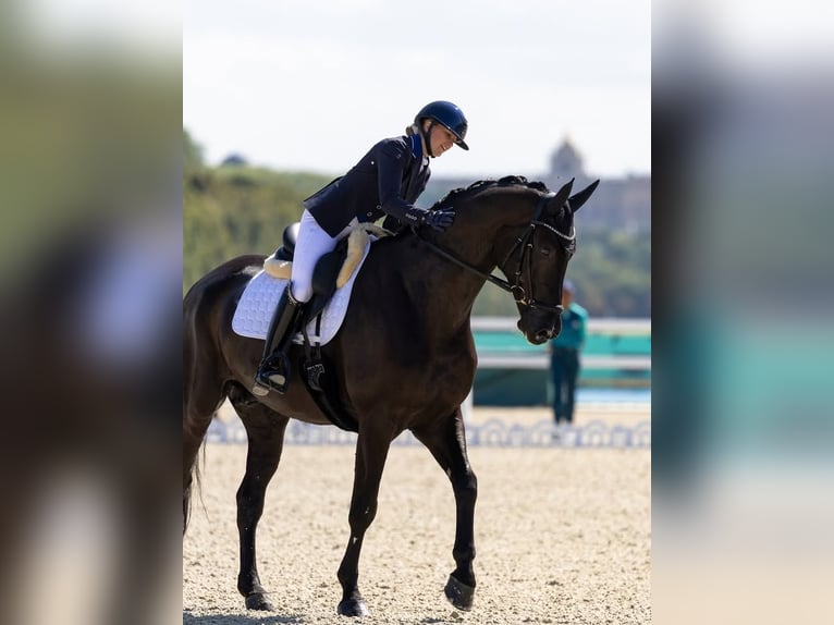 Hanovrien Hongre 10 Ans 172 cm Noir in Almere