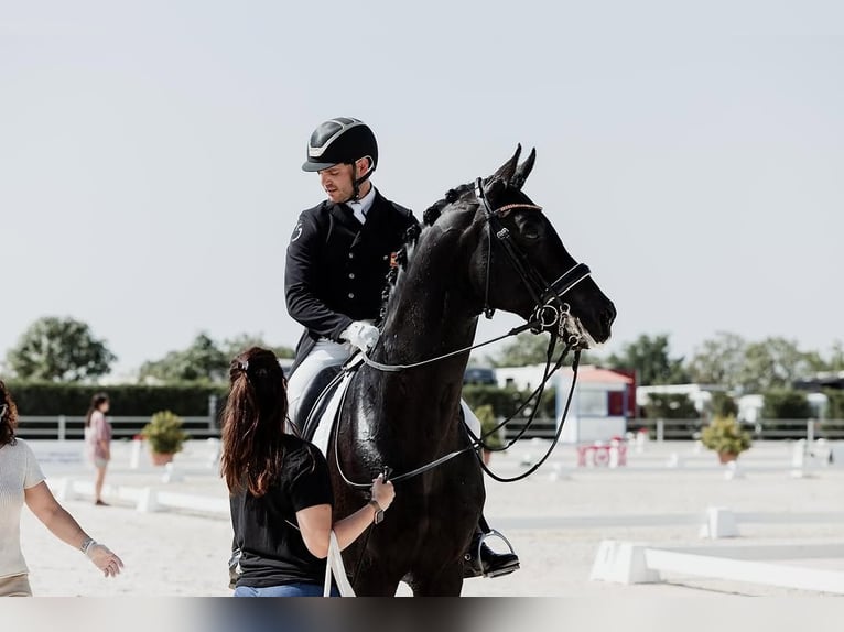 Hanovrien Hongre 10 Ans 172 cm Noir in Dortmund