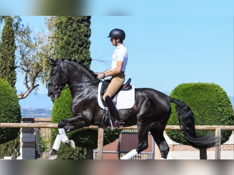 Hanovrien Hongre 10 Ans 172 cm Noir in Dietikon