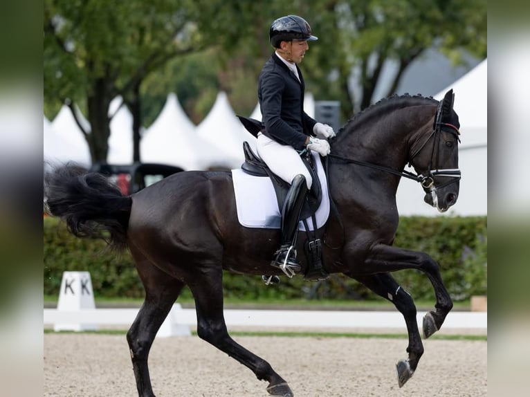 Hanovrien Hongre 10 Ans 172 cm Noir in Dietikon