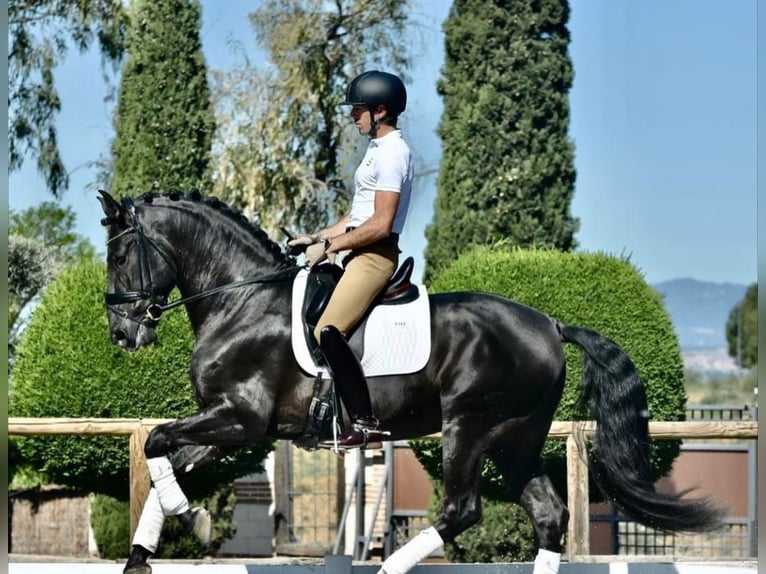 Hanovrien Hongre 10 Ans 172 cm Noir in Dietikon