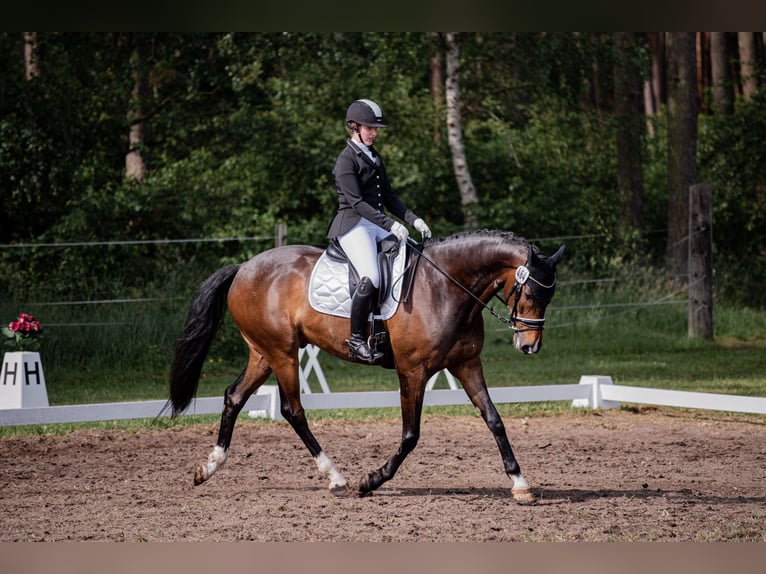 Hanovrien Hongre 10 Ans 173 cm Bai brun in Brietlingen