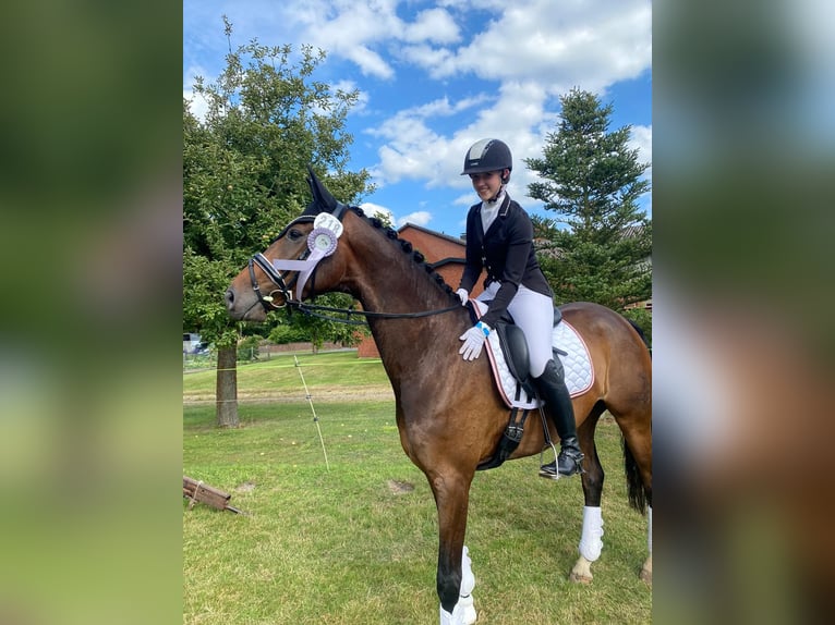 Hanovrien Hongre 10 Ans 173 cm Bai brun in Brietlingen