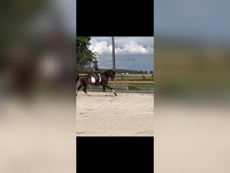 Hanovrien Hongre 10 Ans 173 cm Bai brun in Bleckede