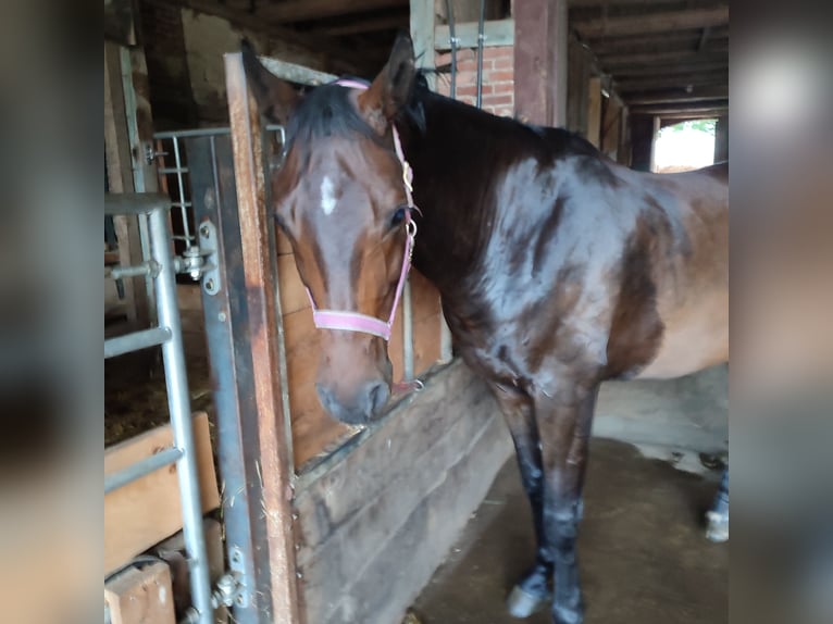 Hanovrien Hongre 10 Ans 173 cm Bai brun in Bleckede