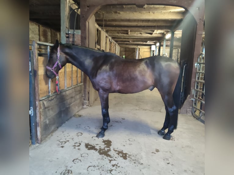 Hanovrien Hongre 10 Ans 173 cm Bai brun in Bleckede