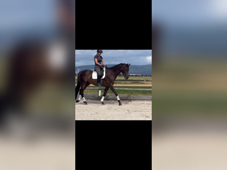 Hanovrien Hongre 10 Ans 173 cm Bai brun in Bleckede