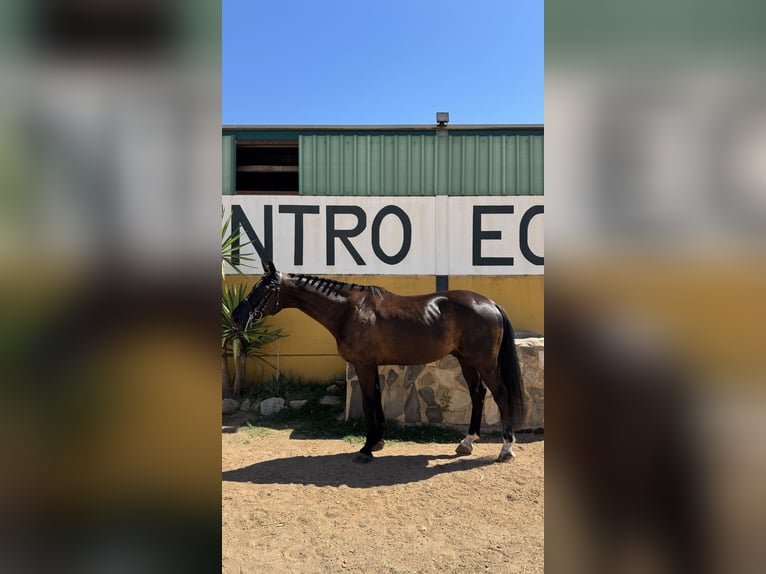 Hanovrien Hongre 10 Ans 173 cm Bai brun foncé in Aldea De Los Rios
