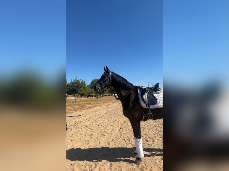 Hanovrien Hongre 10 Ans 173 cm Bai brun foncé in Aldea De Los Rios