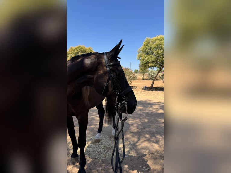 Hanovrien Hongre 10 Ans 173 cm Bai brun foncé in Aldea De Los Rios