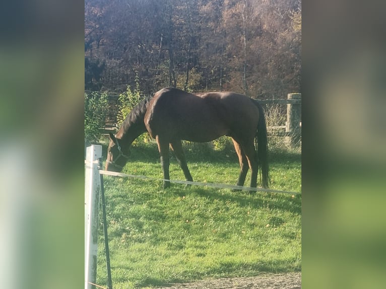 Hanovrien Hongre 10 Ans 173 cm Bai in Blomberg