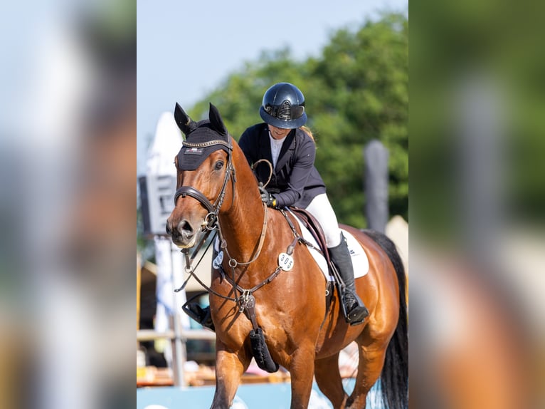 Hanovrien Hongre 10 Ans 173 cm Bai in &#xDC;berherrn