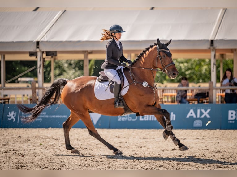 Hanovrien Hongre 10 Ans 173 cm Bai in &#xDC;berherrn