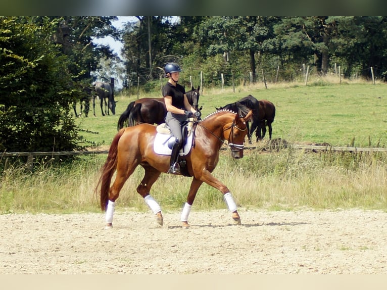 Hanovrien Hongre 10 Ans 174 cm Alezan in Iserlohn