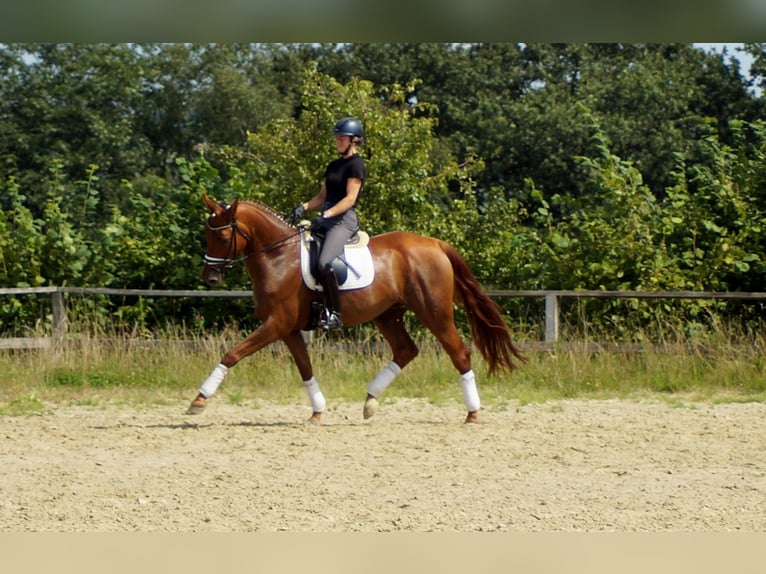 Hanovrien Hongre 10 Ans 174 cm Alezan in Iserlohn